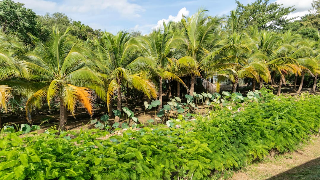 Palm trees surrounded by vegetation