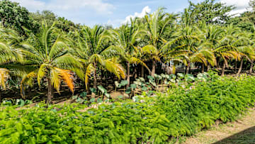 Palm trees surrounded by vegetation