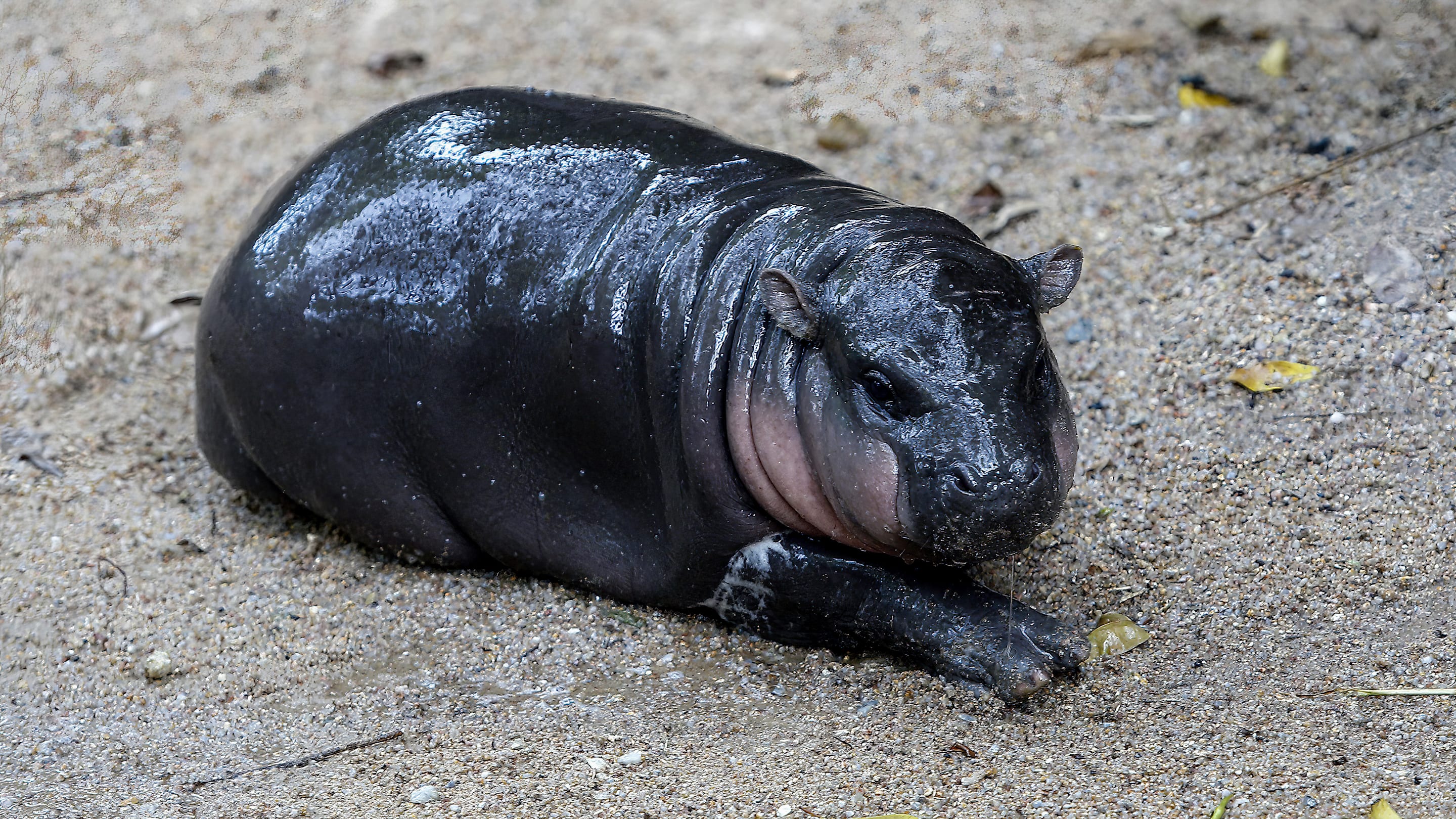 The Science Behind the Internet’s Obsession With Moo Deng, Thailand's Celebrity Pygmy Hippo