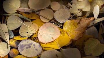Fallen leaves