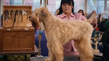 Westminster Kennel Club Crowns Best In Show At Annual Dog Show