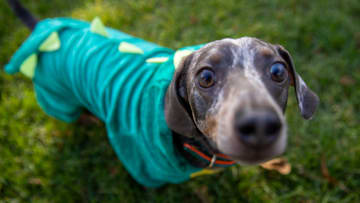 A Dachshund wearing a green costume stands in a London park