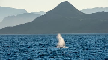 The blow of a Blue whale (Balaenoptera musculus) with the...