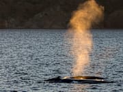 A Blue whale (Balaenoptera musculus) with calf in the Sea of...