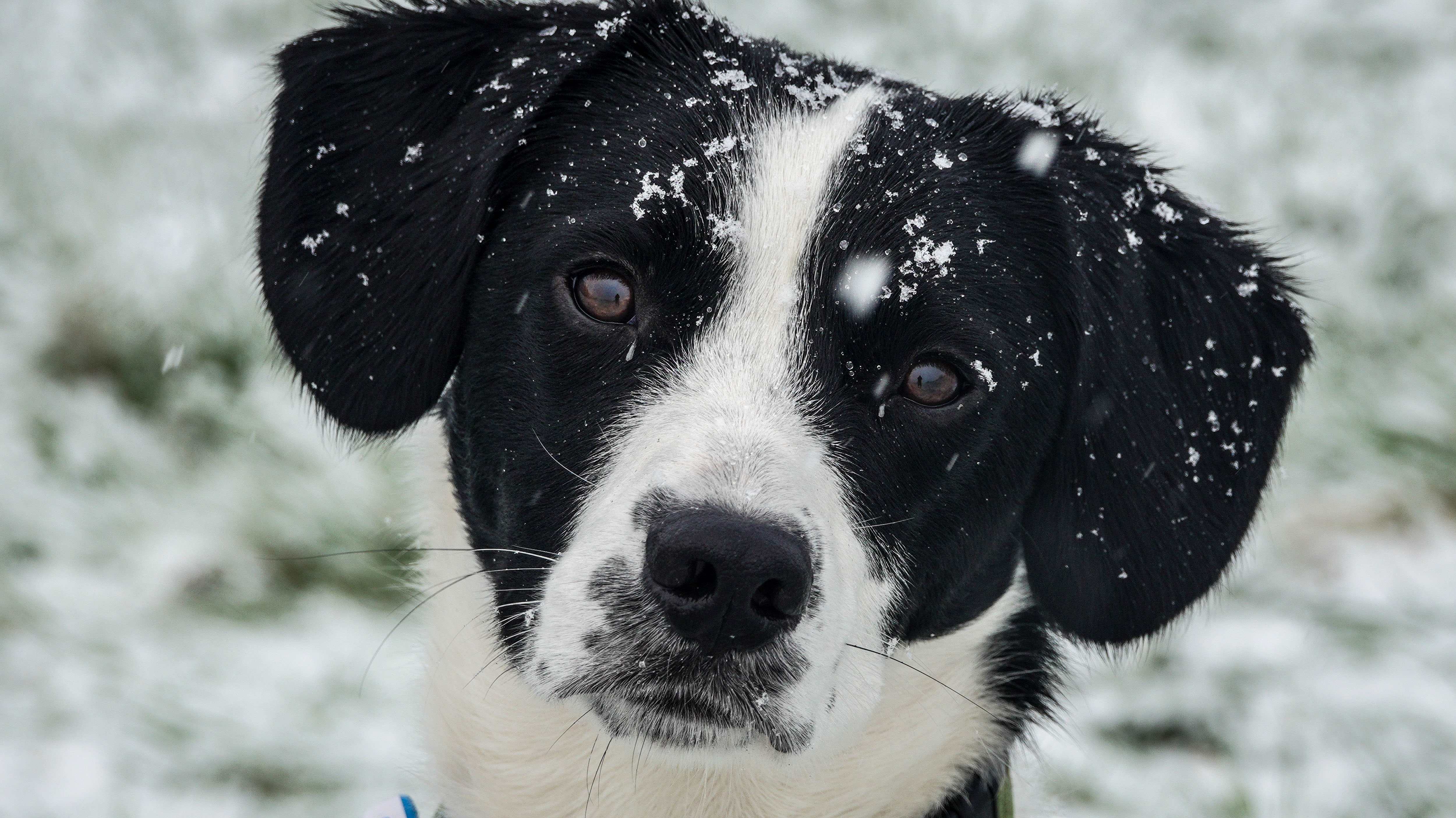 All right, well, if you change your mind, I'll be right here. | The Dogs of  San Francisco, image size:5000x2809
