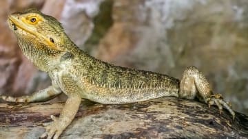 The central bearded dragon (Pogona vitticeps), also known as...