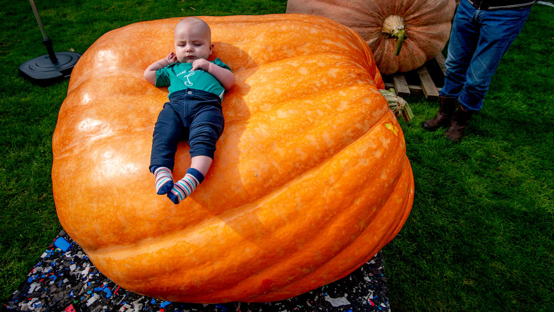Why put your baby in a carved pumpkin when you could put them on a giant one?