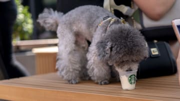 A poodle is tasting the Ice-cream specially for pet dog by a...