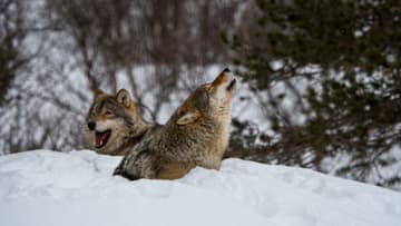 The gray wolf is an endangered species in most of the U.S.