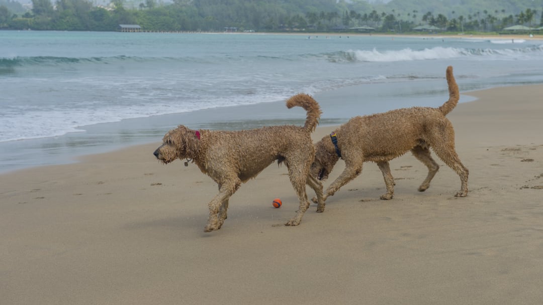 Golden Doodles on Hanalei beach on the northern end of the...