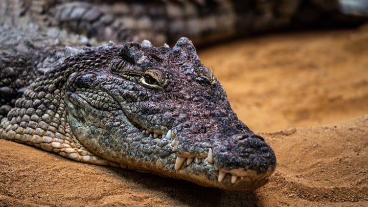 A Nile crocodile.