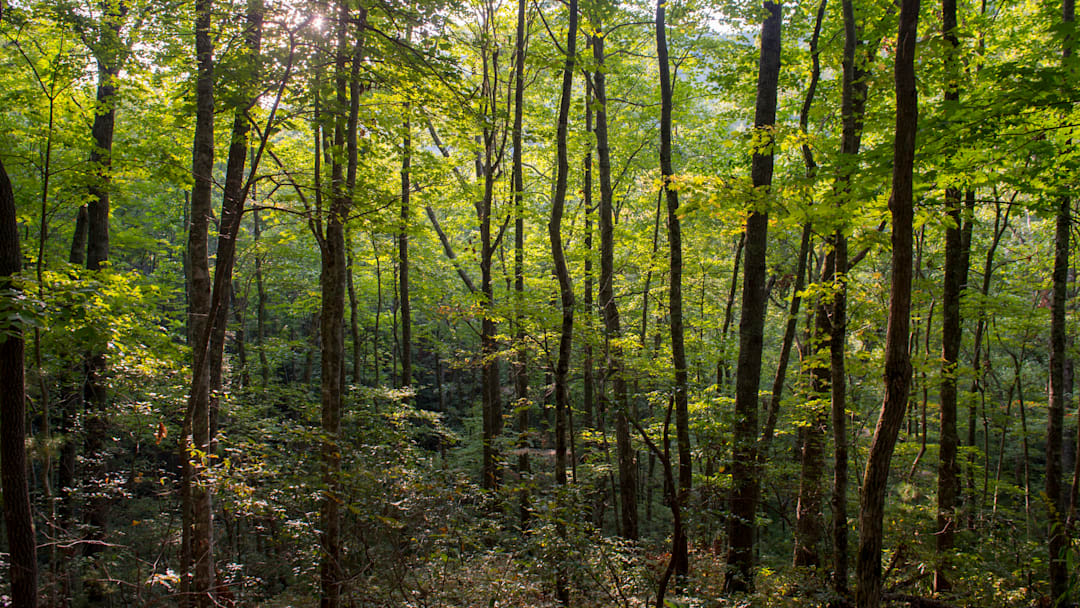 View of forest near Laurel Falls in the Great Smoky...