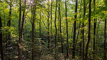 View of forest near Laurel Falls in the Great Smoky...