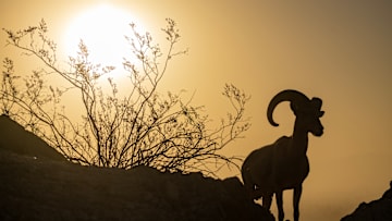 An Intimate View of the Endangered Desert Bighorns of Southern California