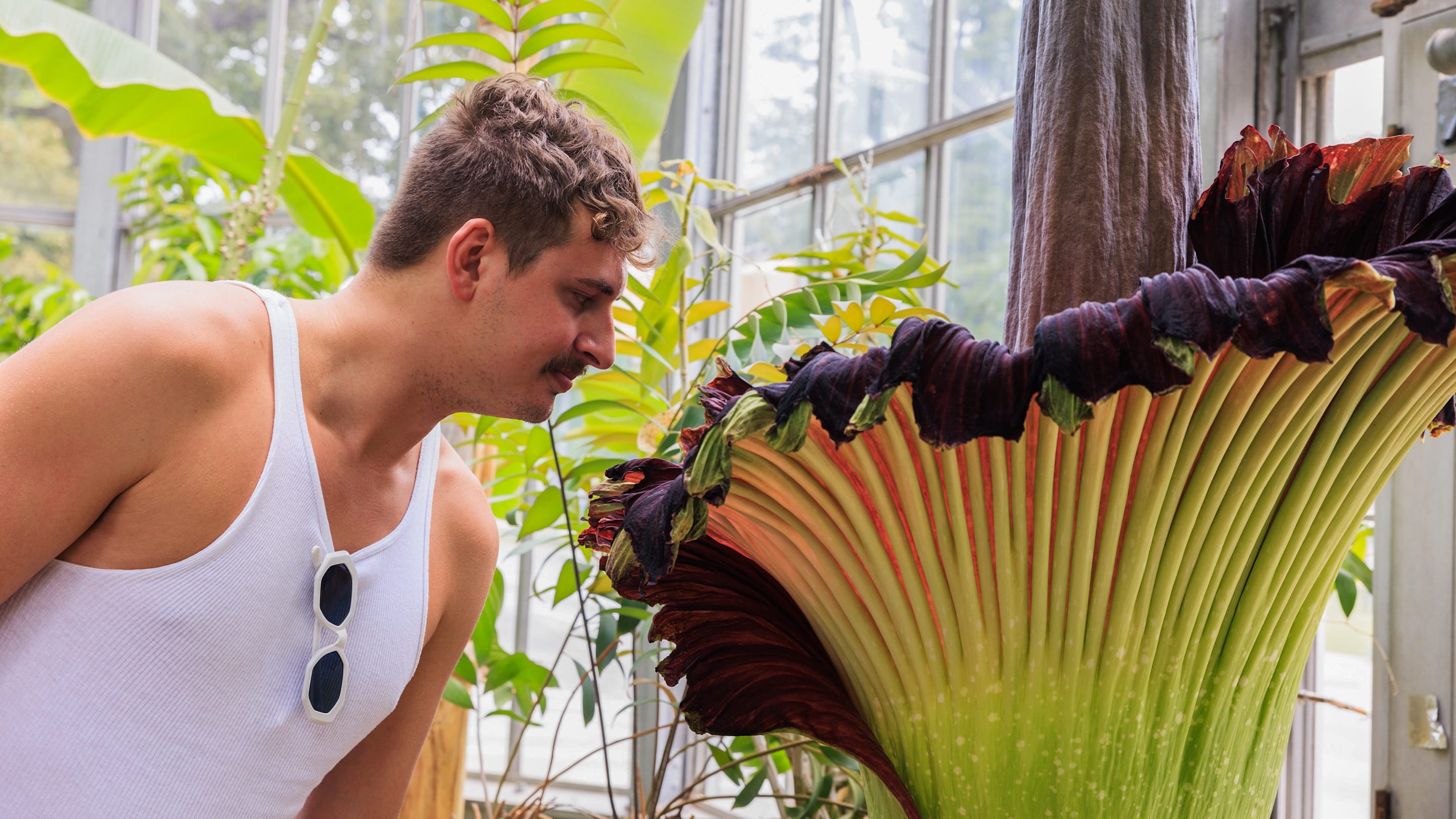New Study Reveals the Source of the Corpse Flower’s Horrible Stench