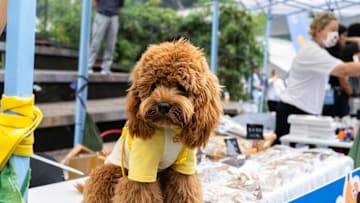 On a vendor fair specially for the pets and their owners, a...