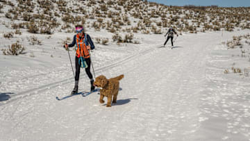 Winter scene with cross-country skiers and their dogs in the...