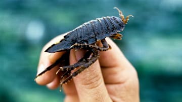 Antarctica, Marine Isopod...
