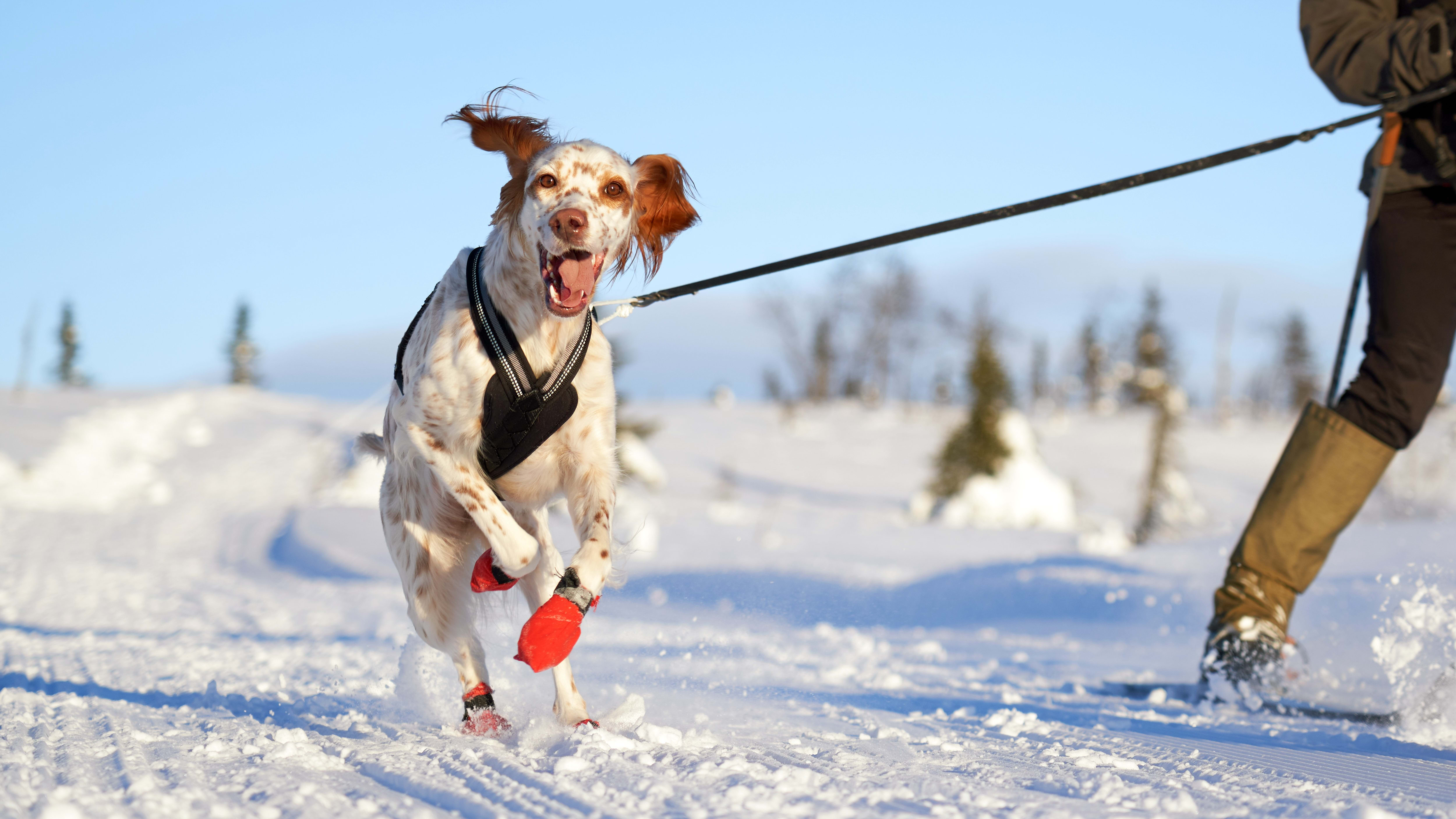 5 Tips for Safely Walking Your Dog in Cold Weather