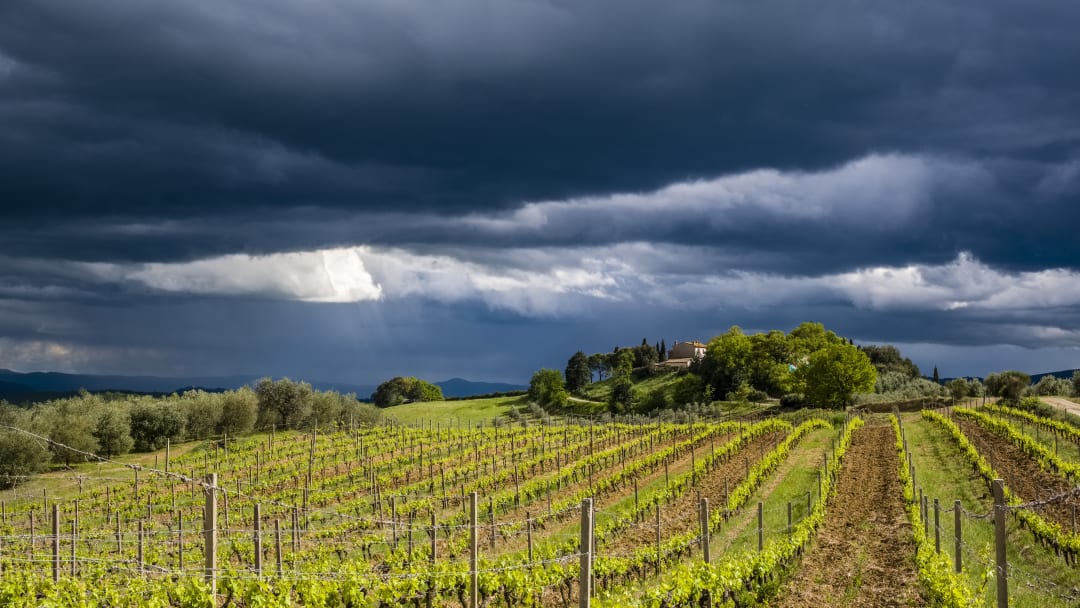 A major thunderstorm is about to blow over this vineyard.