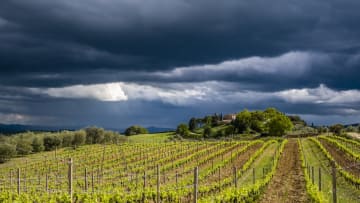 A major thunderstorm is about to blow over this vineyard.