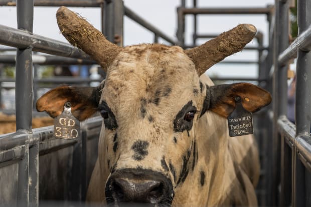 A white bull with black spots looking straight into the camera.