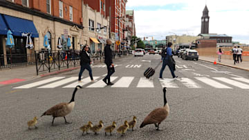 Canada Goose Goslings in Hoboken, New Jersey