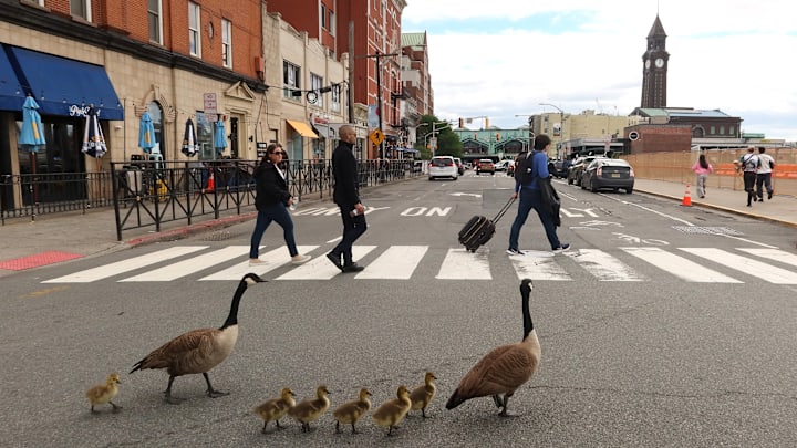 Canada Goose Goslings in Hoboken, New Jersey