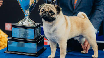 National Dog Show