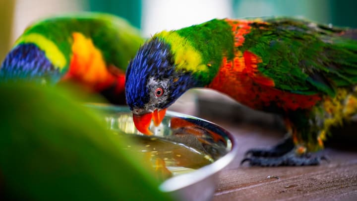 Lorikeets share a meal at the Wonder Gardens in Bonita Springs on Wednesday, May 29, 2024.