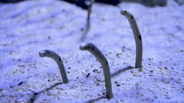 The Twins have an infield prospect by the name of Eeles, but here are some eels