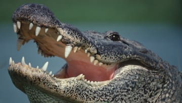 Many alligators were found in Alachua County‘s sewage system.