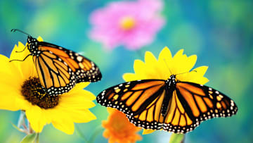 The monarch butterfly is facing challenges.