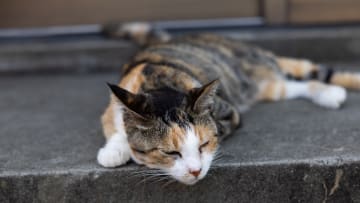 Sleeping cat in Cat Island, Ainoshima Island, Shingu, Japan...
