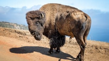 A Catalina Island bison.