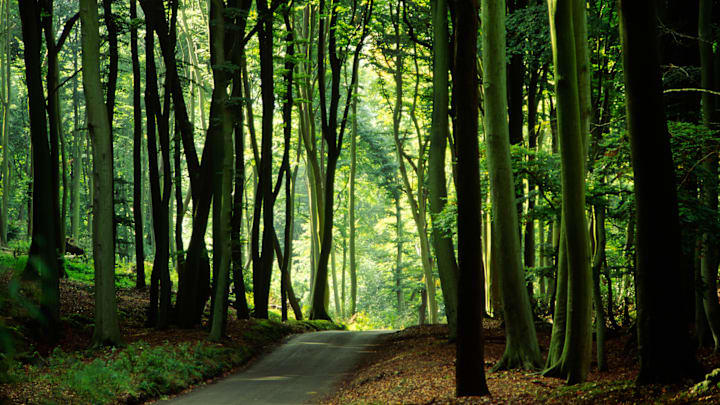 Beechwoods, Marlow, Buckinghamshire, UK
