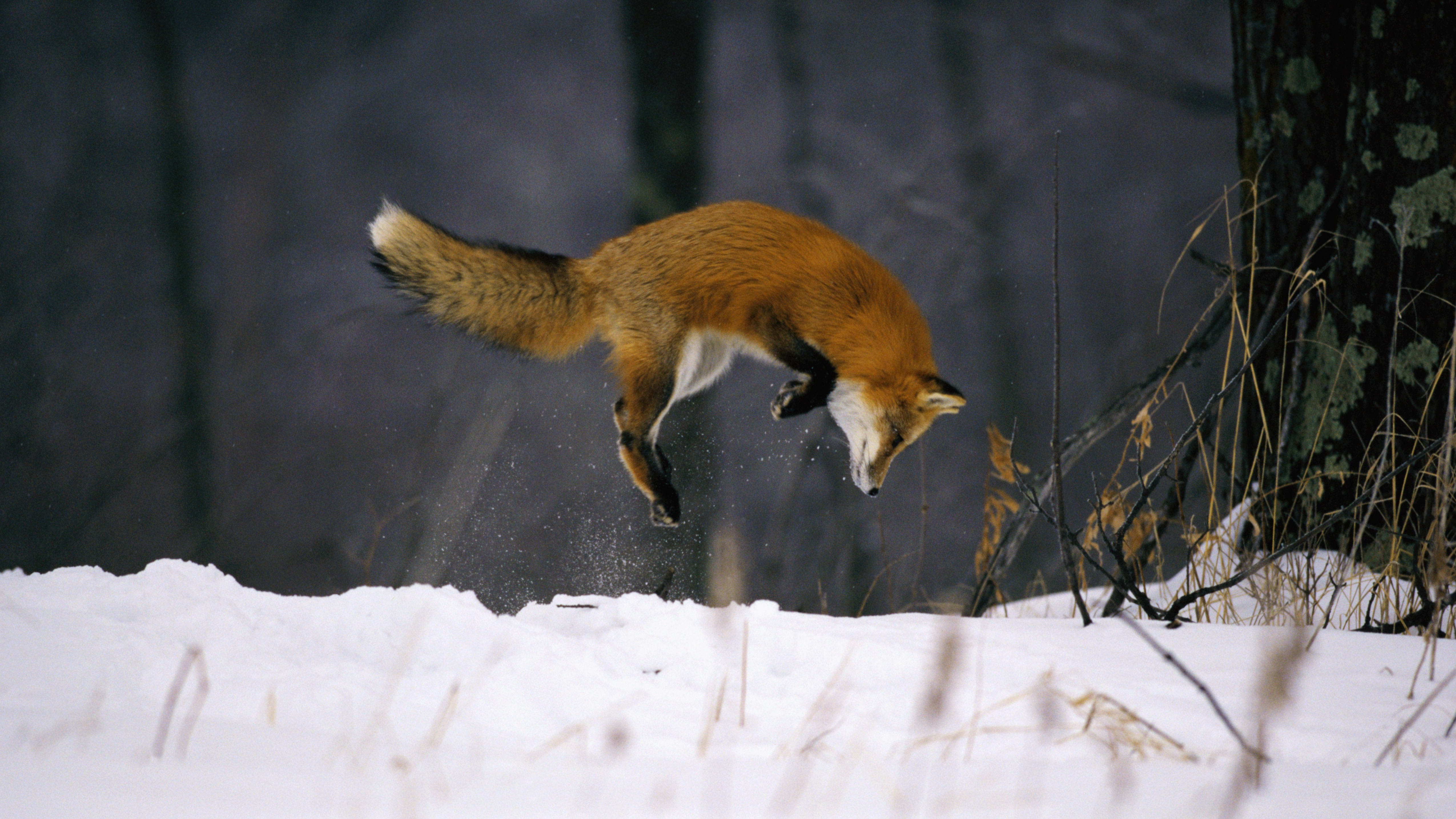 Top 5 Animals That Prey On Foxes (You Might Be Shocked!) - flmif6h