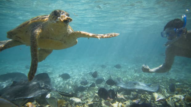 Snorkeling in San Pedro