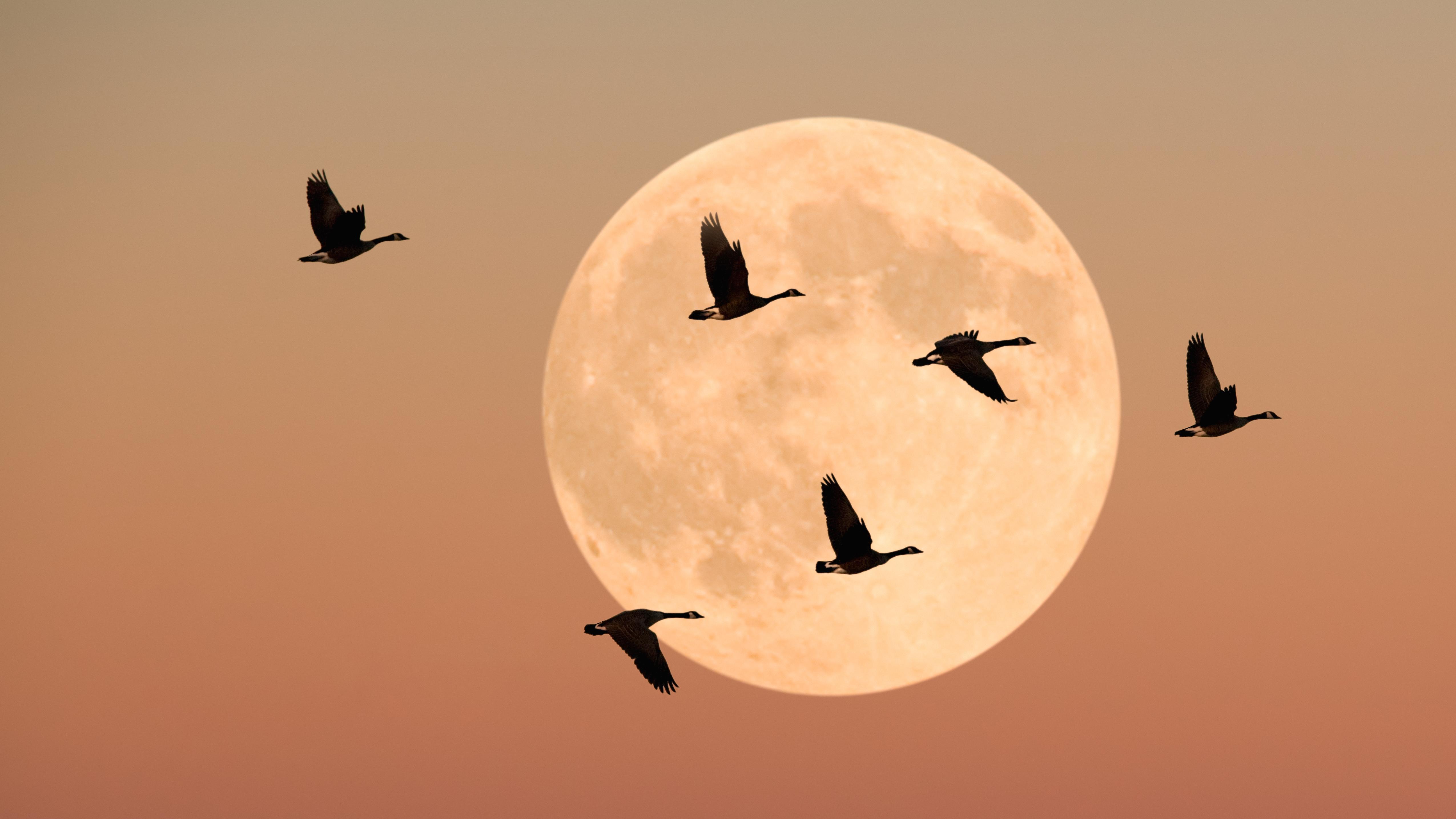 2025's Full Moons: Nature's Storytelling Through Seasonal Names