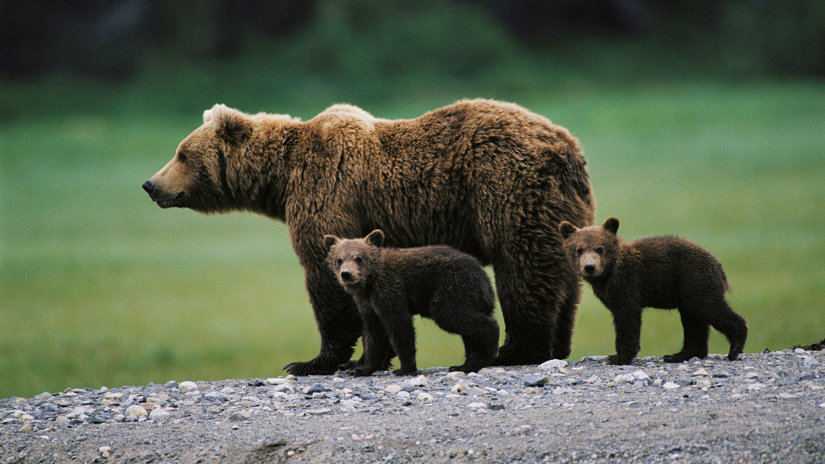 Mapped: The Best Countries for Watching Wildlife