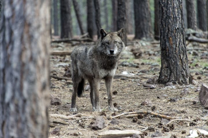 photo of a gray wolf