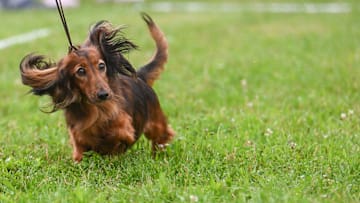 International dog show in Krakow, Poland