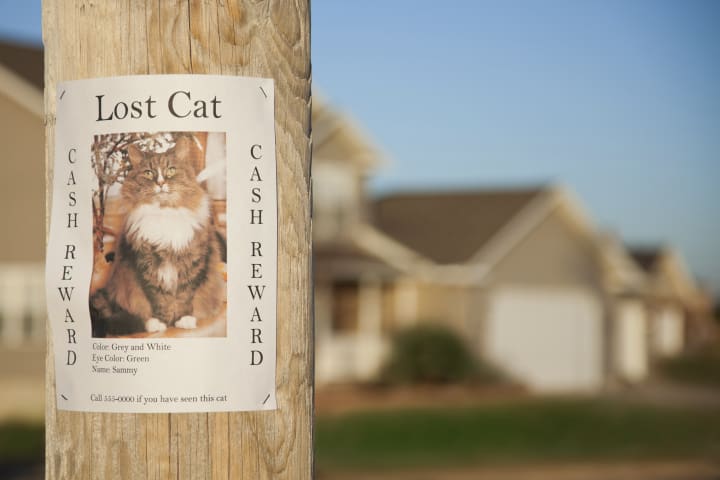 photo of a missing cat poster