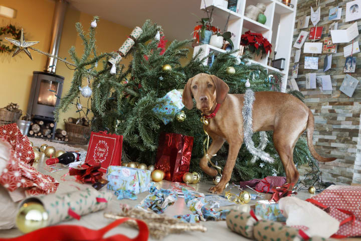 Dog destroying Christmas tree and presents 