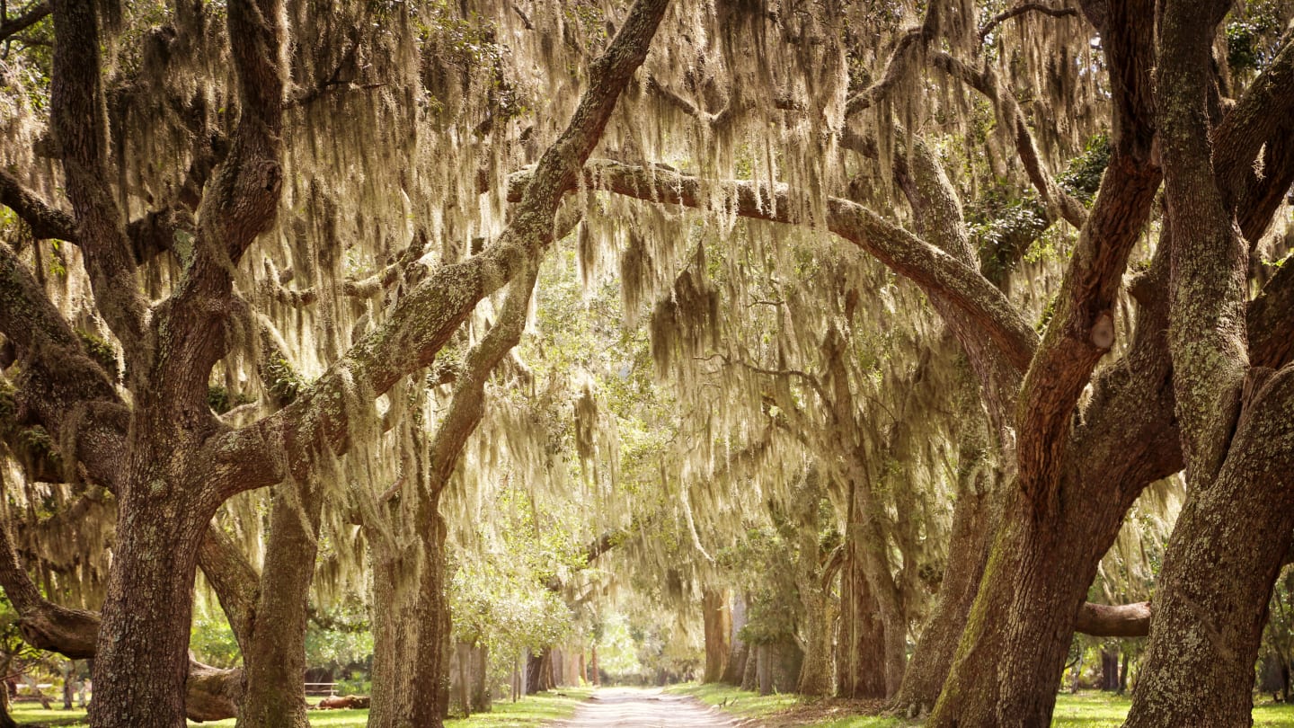 Common misconceptions about Spanish moss
