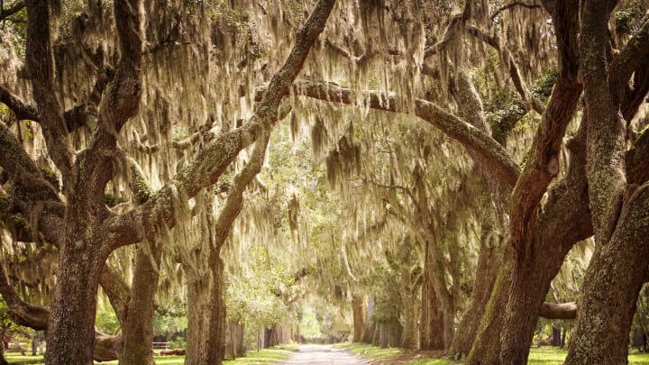 The stuff hanging from these trees isn't actually moss.