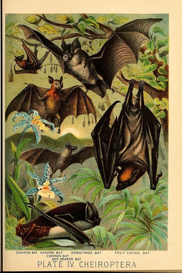 A vintage illustration of bat species, including a vampire bat.
