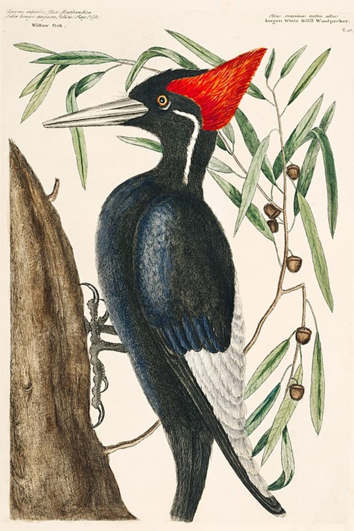 18th-century color illustration of an ivory-billed woodpecker