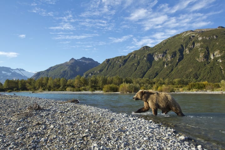 Grizzly Bear walking through a stream beneath mountains at Katmai National Park