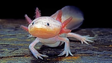 Axolotls are cute and important to the environment.